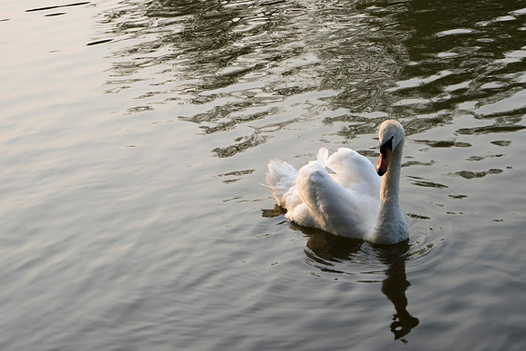 SS_Swans_524
