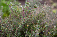 Green_J&J_178