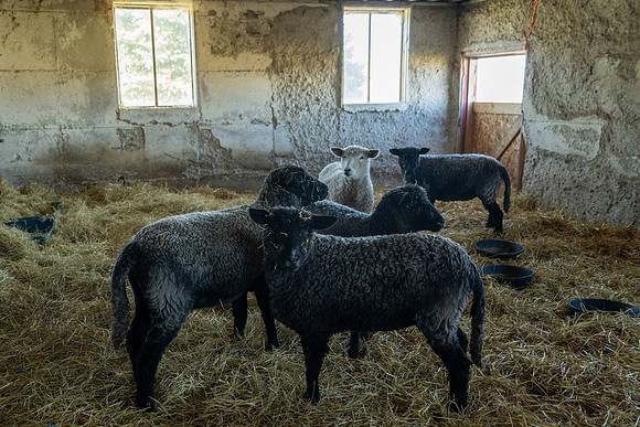 2023-Sheep_02