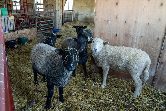 2023-Sheep_01