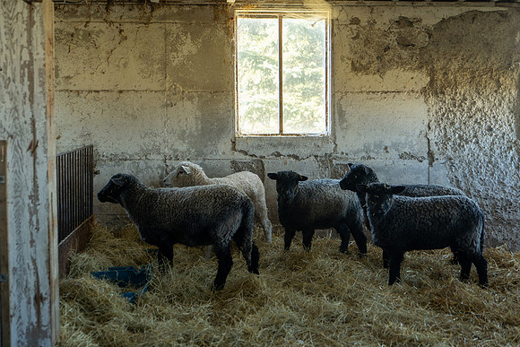 2023-Sheep_07