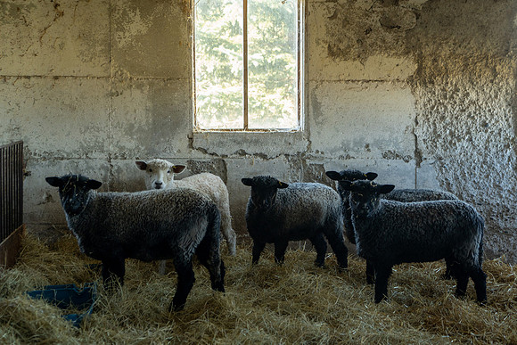 2023-Sheep_08