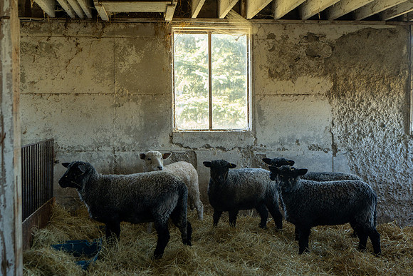 2023-Sheep_09