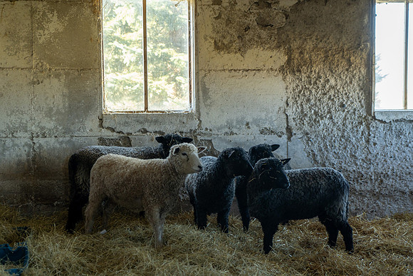 2023-Sheep_11