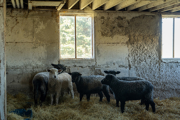 2023-Sheep_10