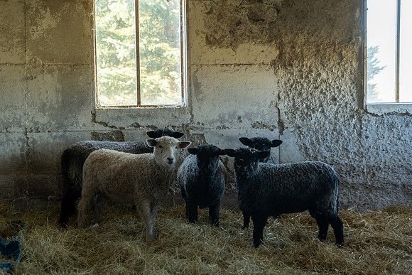 2023-Sheep_12