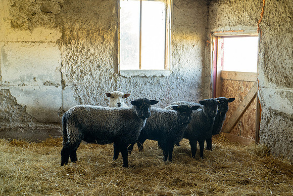 2023-Sheep_15