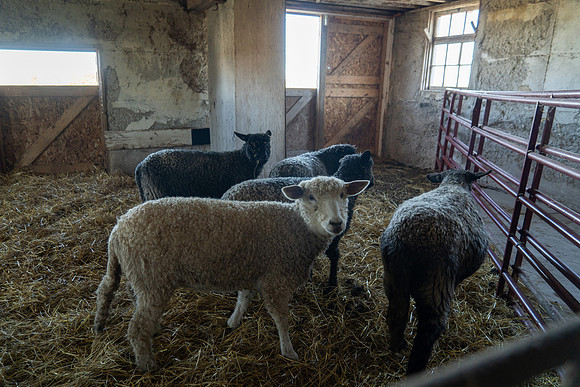 2023-Sheep_14
