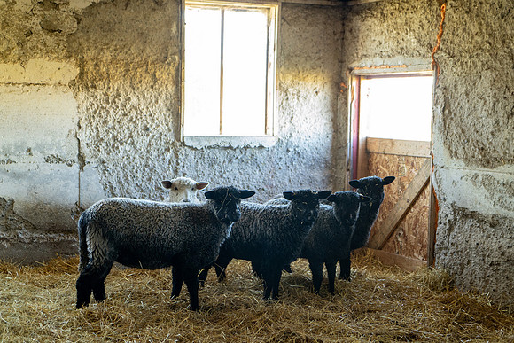 2023-Sheep_16