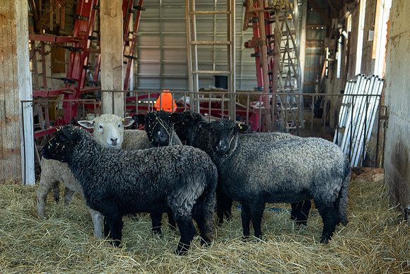 2023-Sheep_18