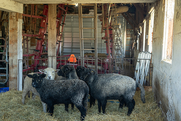 2023-Sheep_20