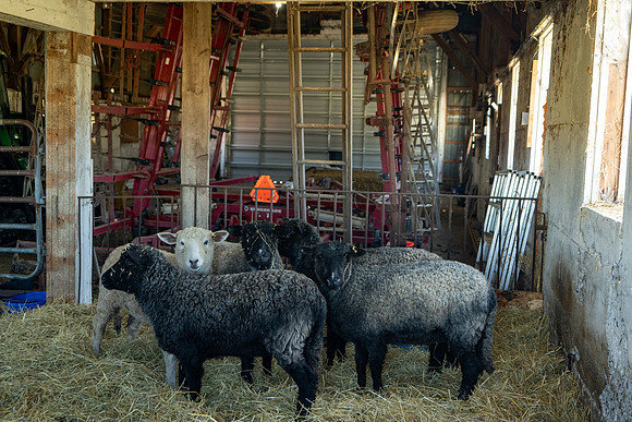 2023-Sheep_19