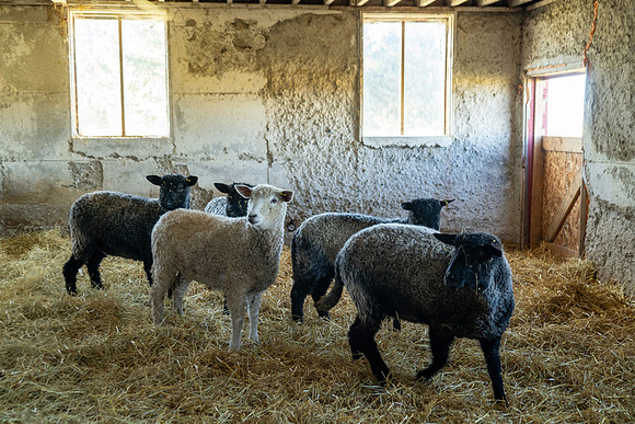 2023-Sheep_21