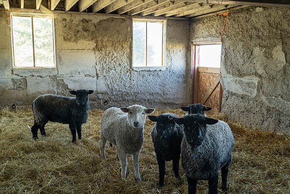 2023-Sheep_22