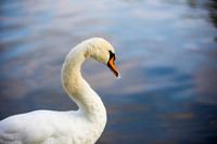 SS_Swans_527