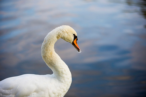 SS_Swans_527