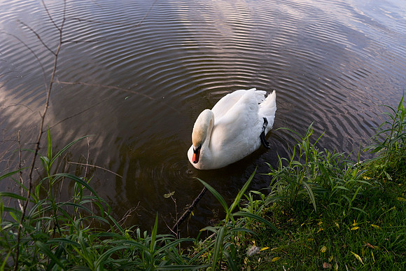 SS_Swan_1016