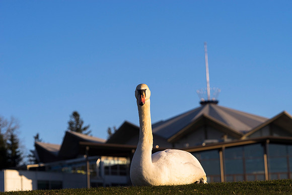 SS_Swan_0903