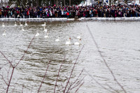 SS_SwanParade_0916