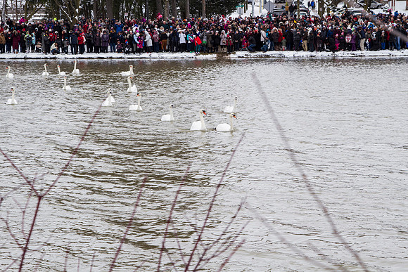 SS_SwanParade_0916