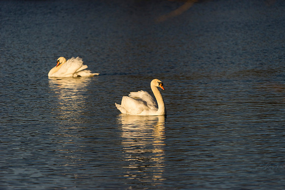 SS_Swan_0891