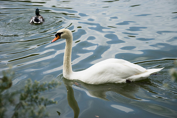 SS_Swan_0873