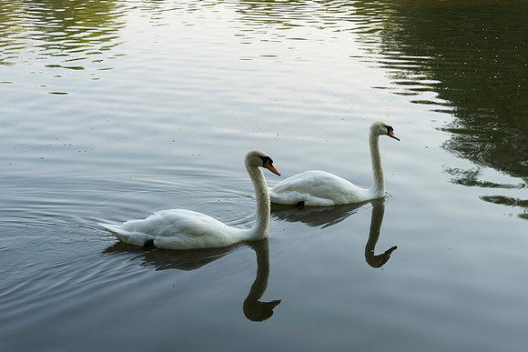 SS_Swans_544