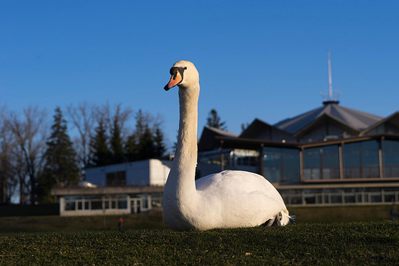 SS_Swan_0882