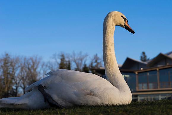 SS_Swan_0895