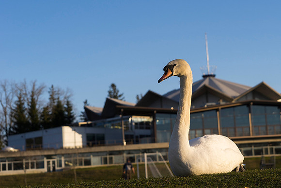 SS_Swan_0897