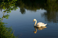 SS_Swans_536