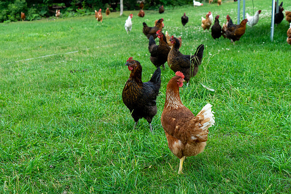 PCSP_LynneRiver_078