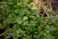 Green_J&J_177
