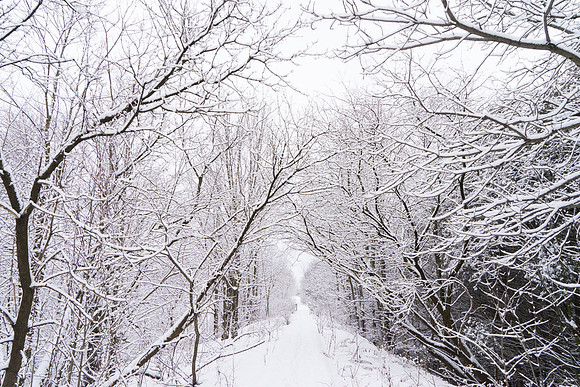 SS_Scenic_0988