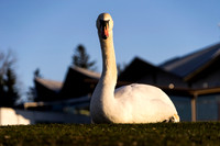 Swanning Around the Theatre
