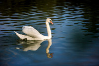 SS_Swans_528