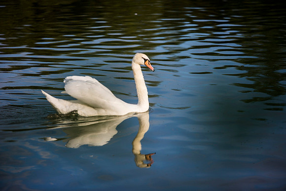 SS_Swans_528