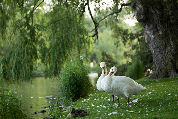 SS_Swans_1216