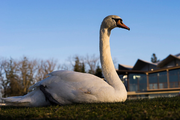 SS_Swan_0896