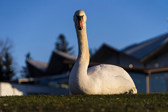 SS_Swan_0900