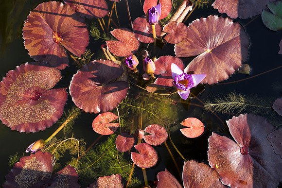 SS_Scenic_068
