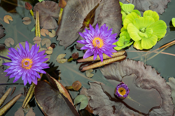 SS_SF_1065