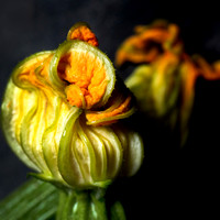 Zucchini Flower