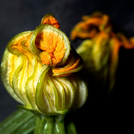 Zucchini Flower
