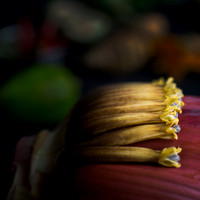 Banana Flower