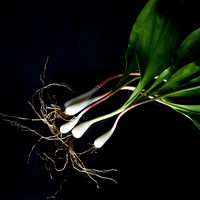 Ramps_30