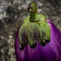 Eggplant