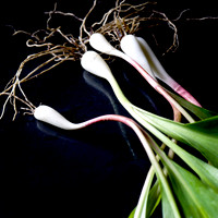 Ramps_32