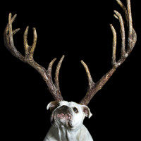 Xmas Antlers