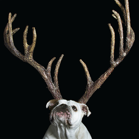 Xmas Antlers